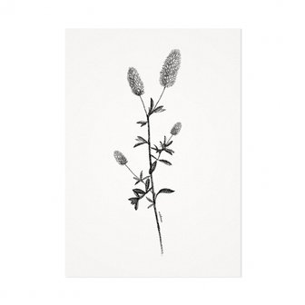 distelroos-Melisse-Kaart-De-distel