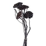PTMD - Droogbloemen zwart