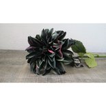 PTMD - Flower Imita Dahlia