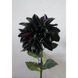 PTMD - Flower Imita Dahlia