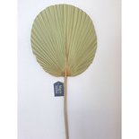 Mars & more - Palmblad tak gedroogd rond 70 cm