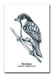 BDdesigns - Kaart Huismus