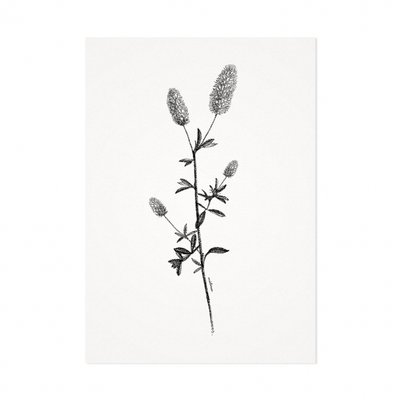 Mélisse - Kaart De distel