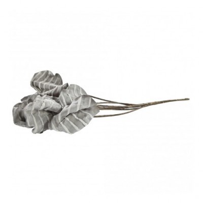PTMD - Foam Flower Grey leaves calathea