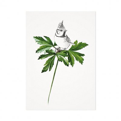 Mélisse - Kaart De kuifmees op blad