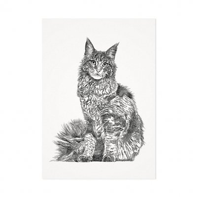 Mélisse - Kaart De Maine Coon