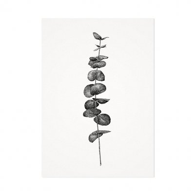 Mélisse - Kaart De eucalyptus tak